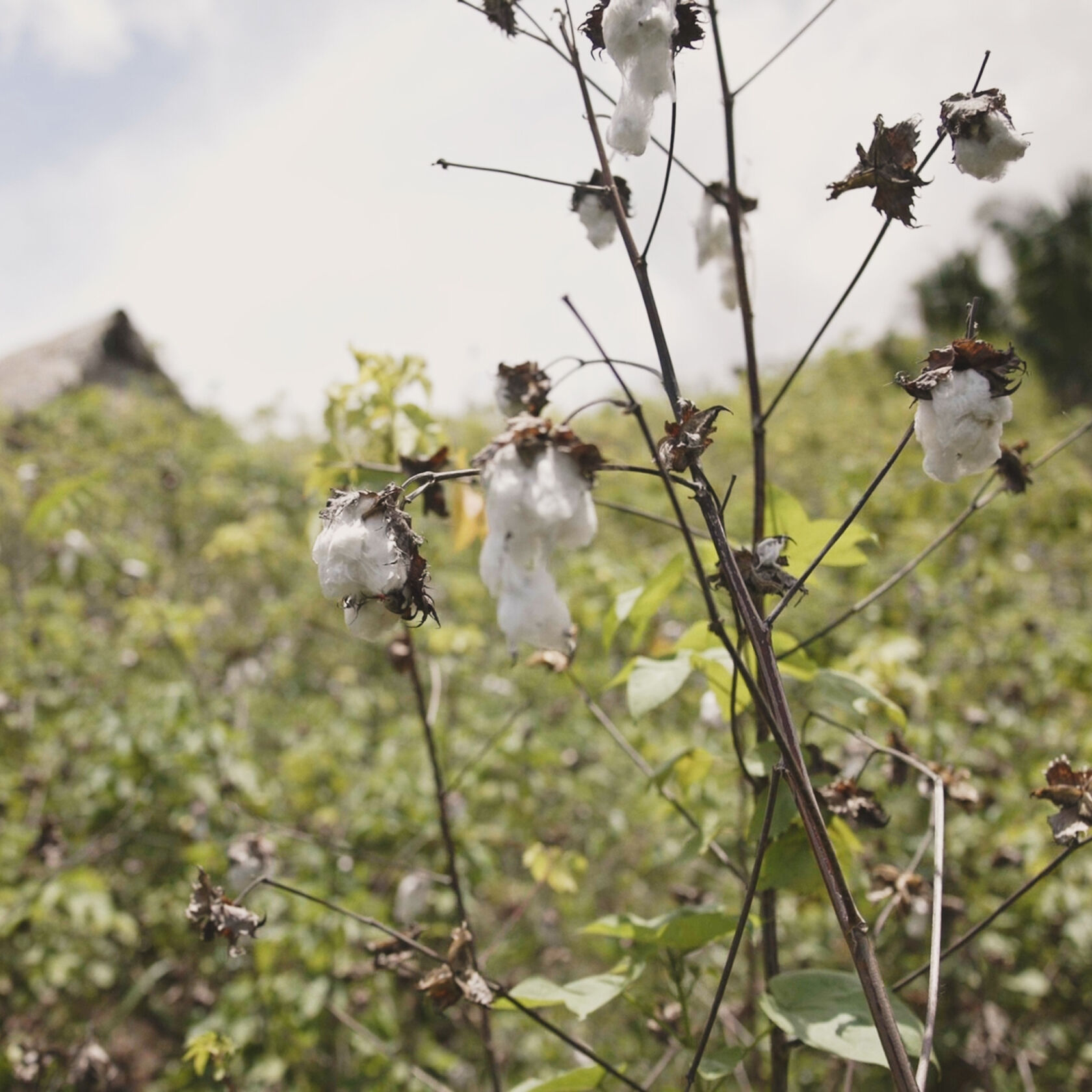 Organic Pima cotton boll in Peru. Organic Pima cotton boll in Peru.