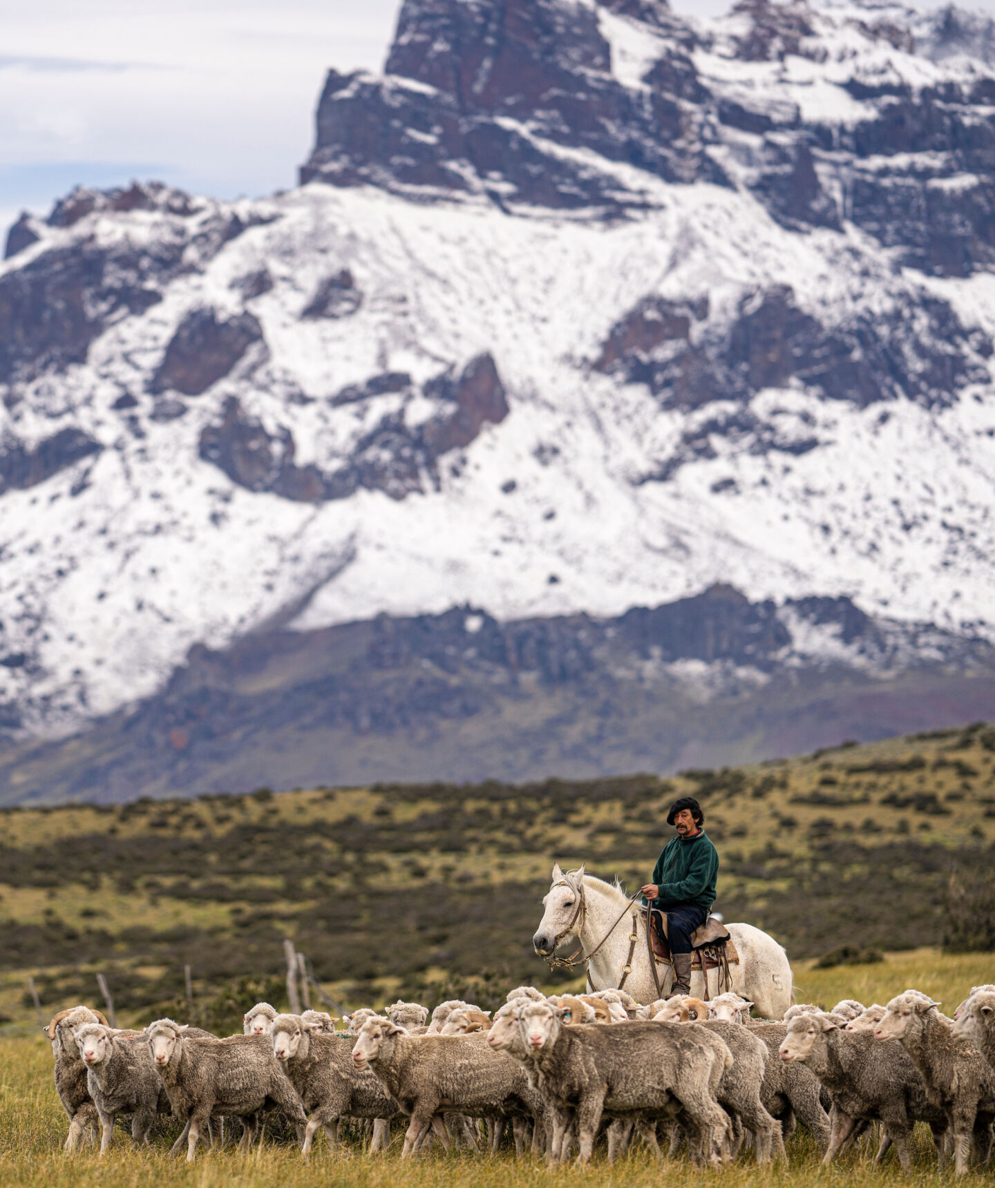 rancher herding sheep on horseback rancher herding sheep on horseback
