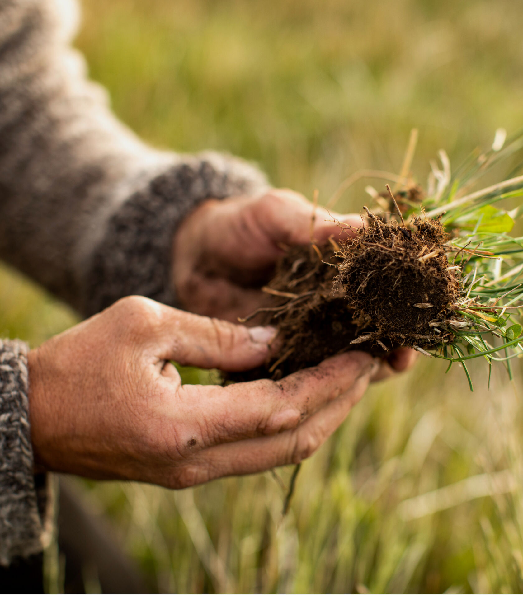 Farmer holding soil. Farmer holding soil.